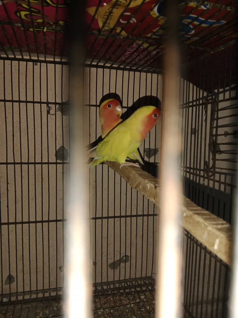 Common Lutino breeder pair for sale 2