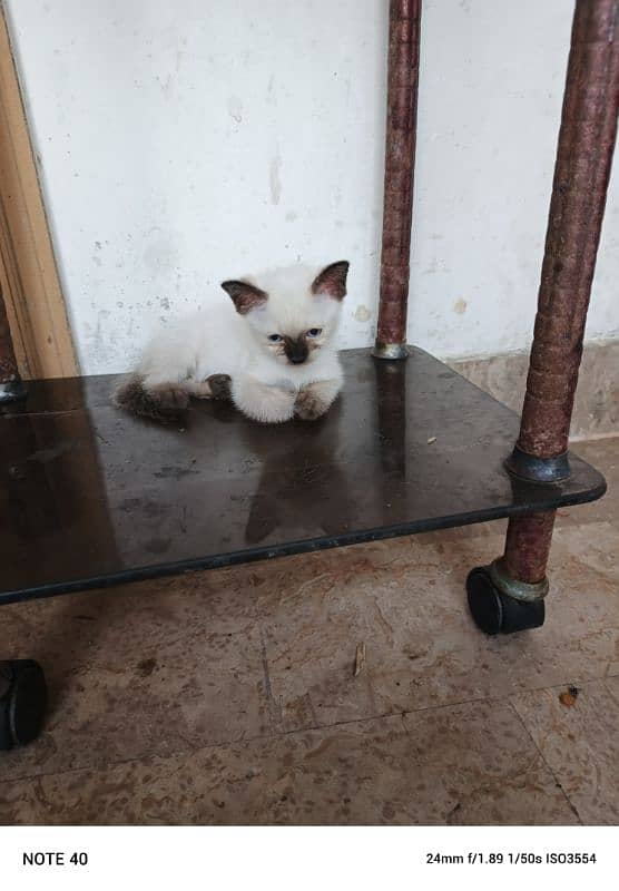 Siamese cats and kittens for sale 2