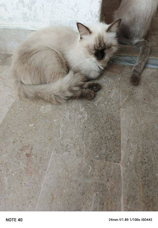 Siamese cats and kittens for sale 3