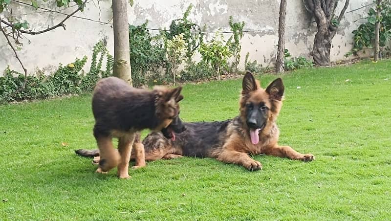 03 German Shepards for Sale 2