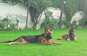 03 German Shepards for Sale