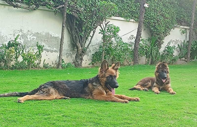 03 German Shepards for Sale 0