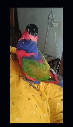 friendly parrot