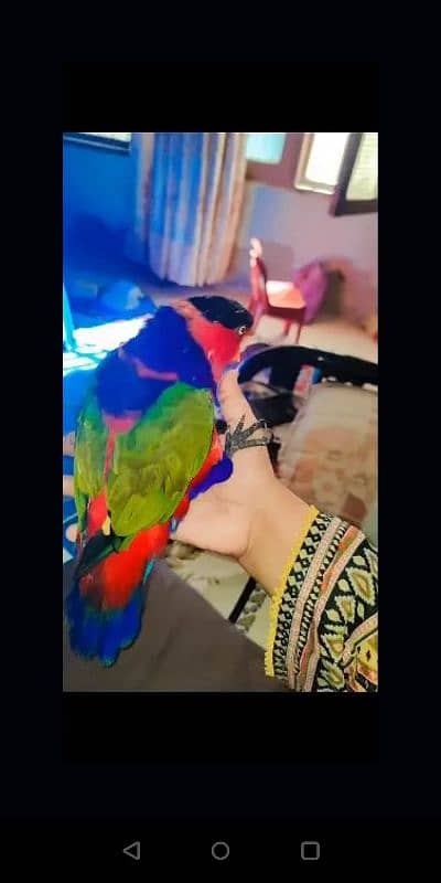 friendly parrot 1