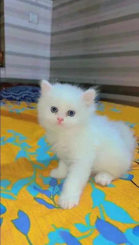 pairsian healthy and beautiful kitten for sale 0