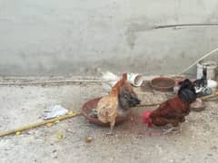 Misri hen trio with 1 male