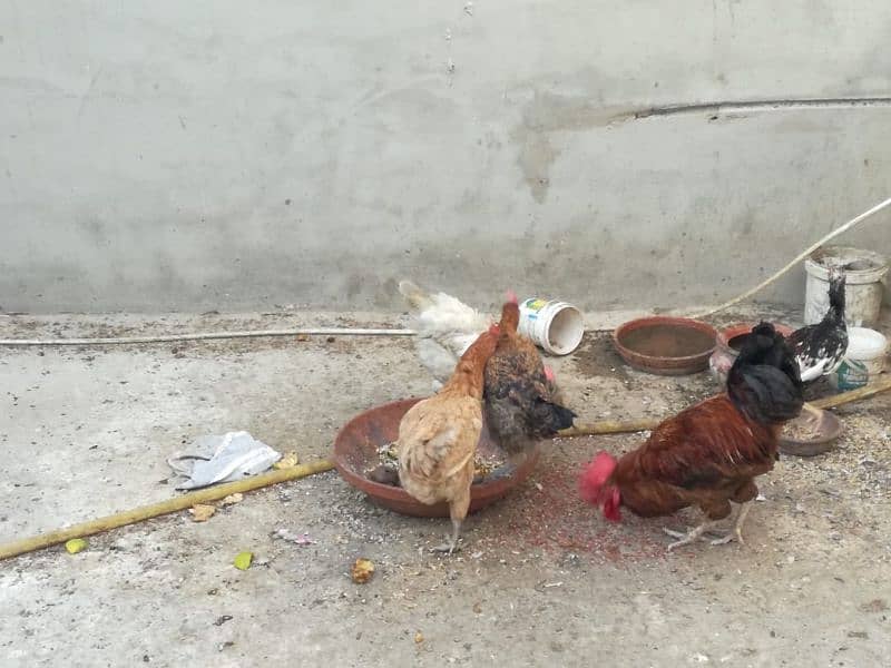 Misri hen trio with 1 male 0