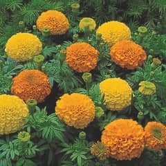 Marigold plant's seasonal flowers