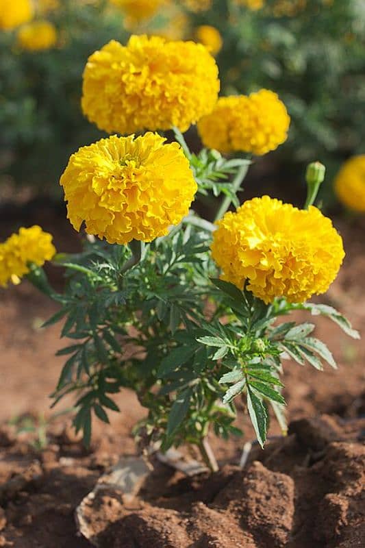 Marigold plant's seasonal flowers 1