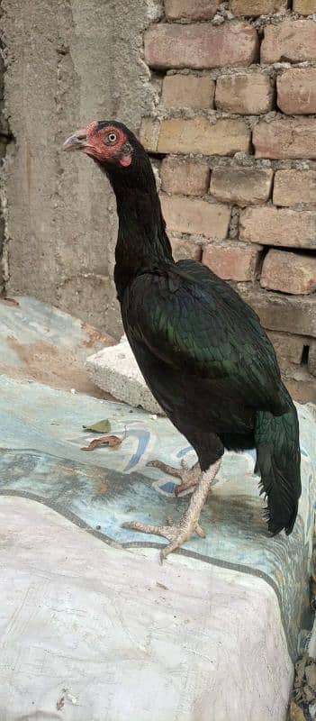 black moshki  hen 1