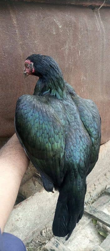 black moshki  hen 2