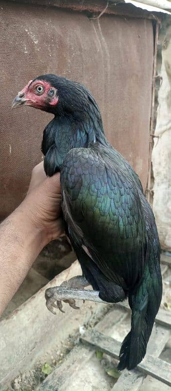 black moshki  hen 3