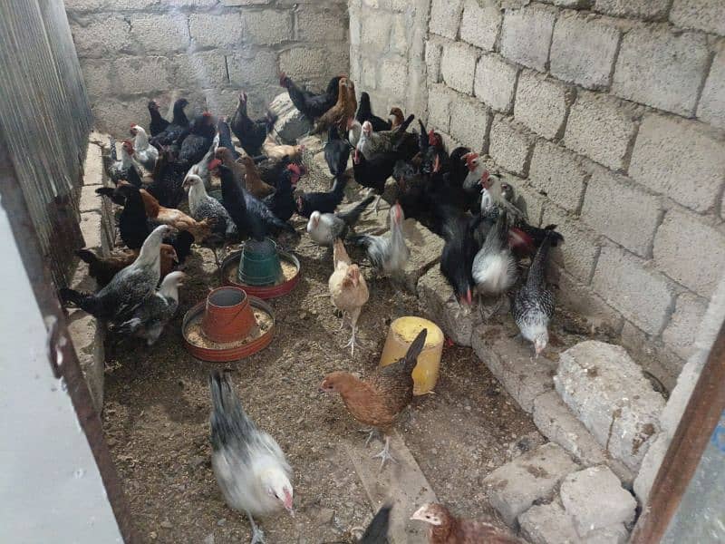 golden mesre hen for sale taxila 0