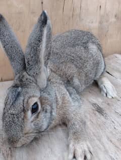 flamish jint breeder female