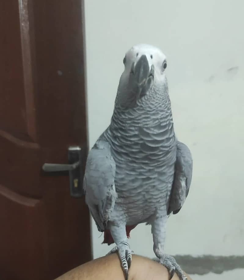 African grey for sale 0