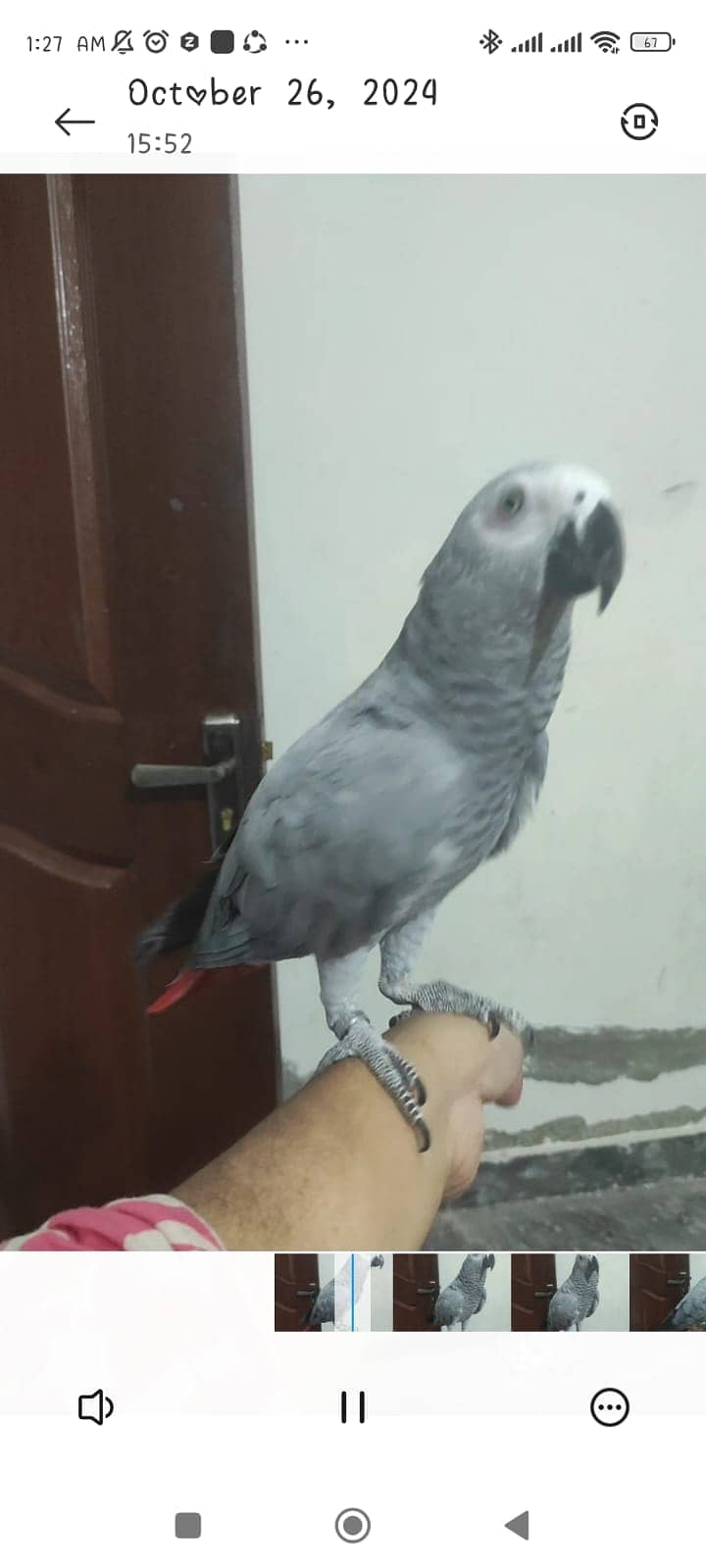 African grey for sale 1