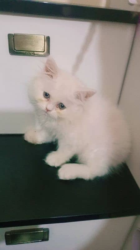 pure Persian triple coated extreme punch kittens 03044457017 0