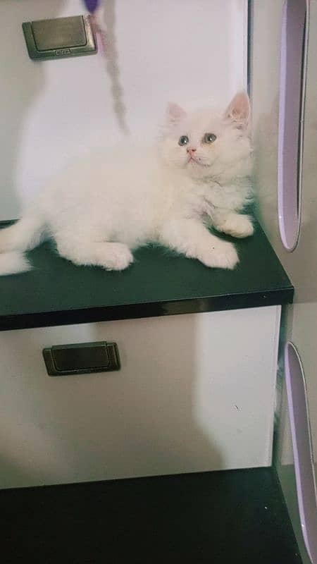 pure Persian triple coated extreme punch kittens 03044457017 2