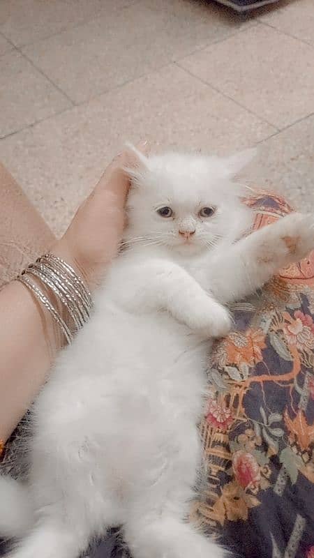 pure Persian triple coated extreme punch kittens 03044457017 6