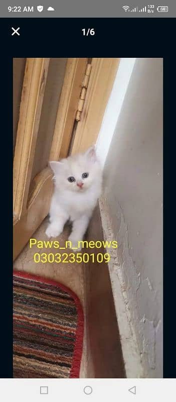 Persian Kittens for sale 2