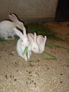 Rabbits are available white red eyes black eyes