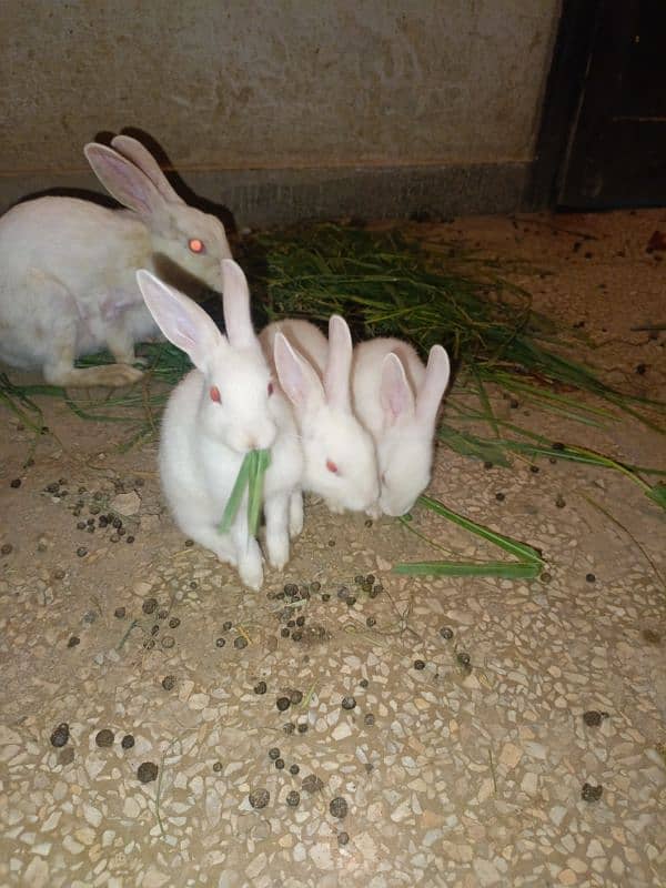 Rabbits are available white red eyes black eyes 0