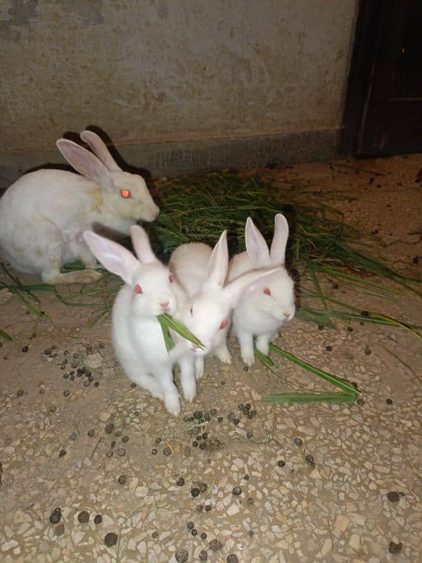 Rabbits are available white red eyes black eyes 1