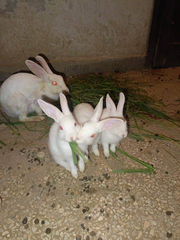 Rabbits are available white red eyes black eyes 2