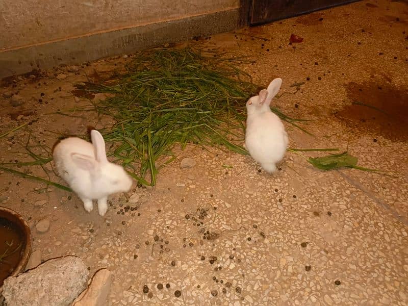 Rabbits are available white red eyes black eyes 3