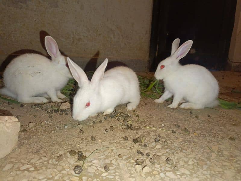 Rabbits are available white red eyes black eyes 4