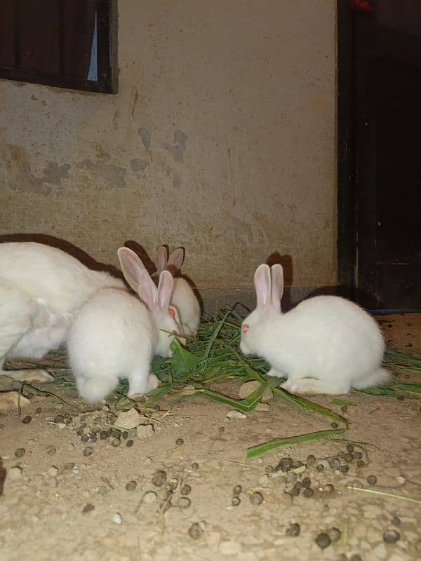 Rabbits are available white red eyes black eyes 5