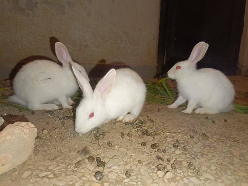 Rabbits are available white red eyes black eyes 6