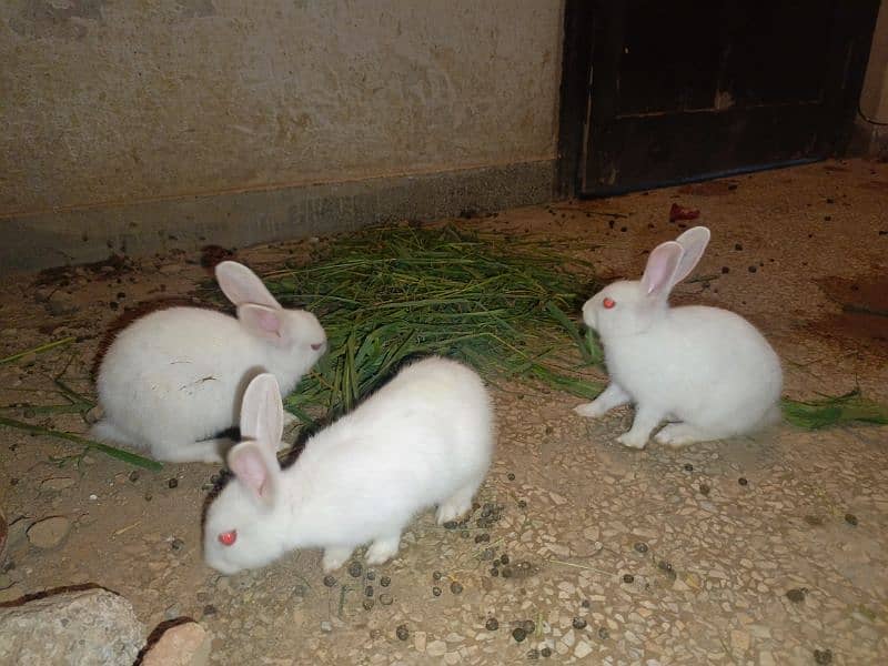 Rabbits are available white red eyes black eyes 7