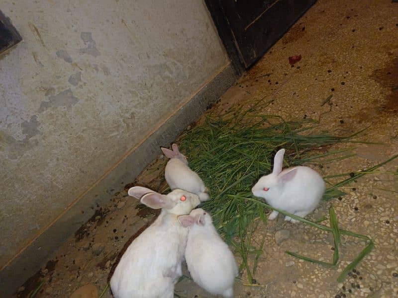 Rabbits are available white red eyes black eyes 8