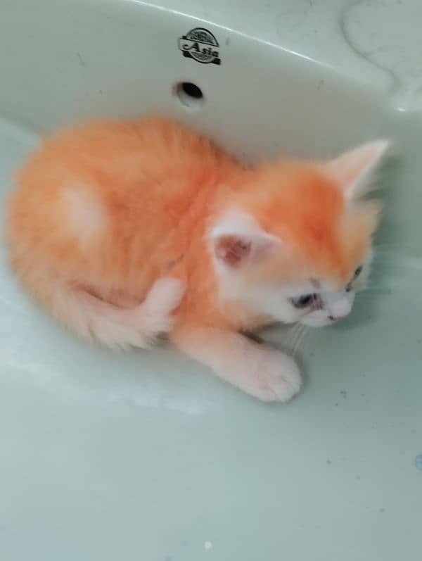 Persian kitten's for sale 2