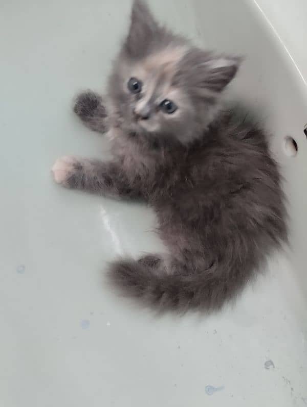 Persian kitten's for sale 3