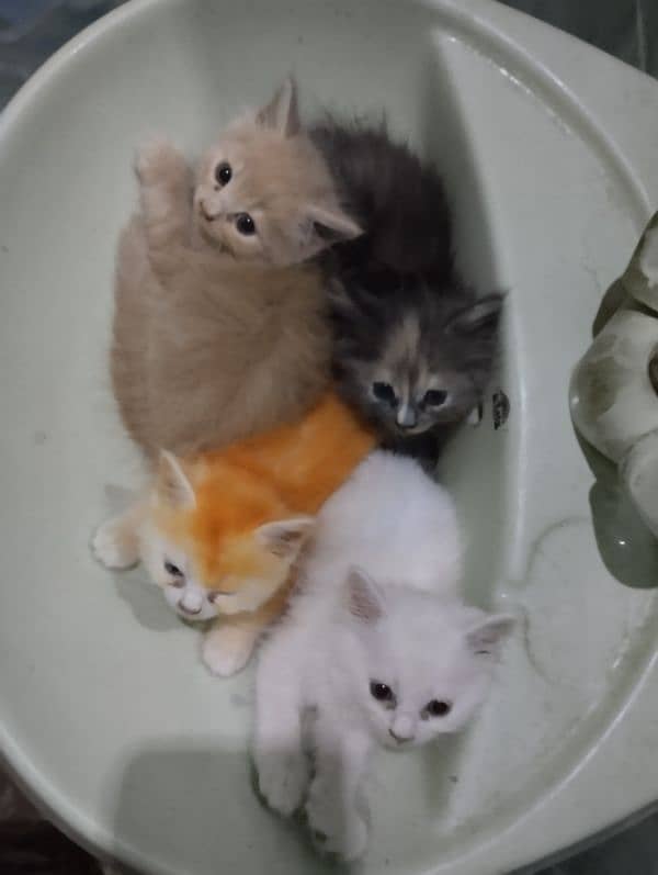 Persian kitten's for sale 4