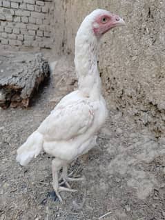 Top Quality  Rampuri Paper white Female For Sale