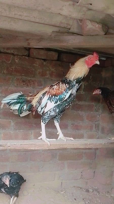 Adeel pair for sale 3