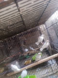 Infinix java paty Dove bridar pair love birds parrots