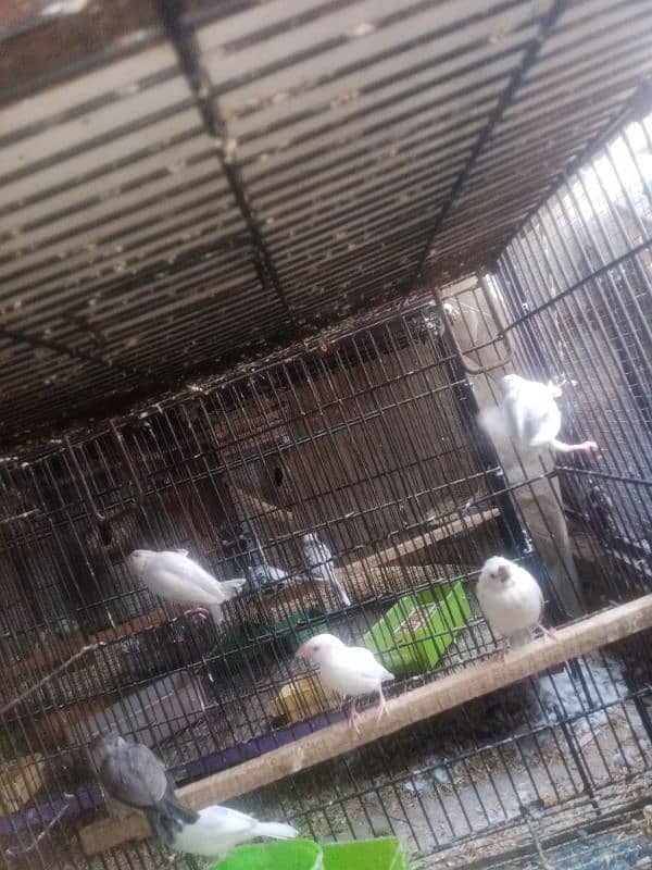 Infinix java paty Dove bridar pair love birds parrots 1