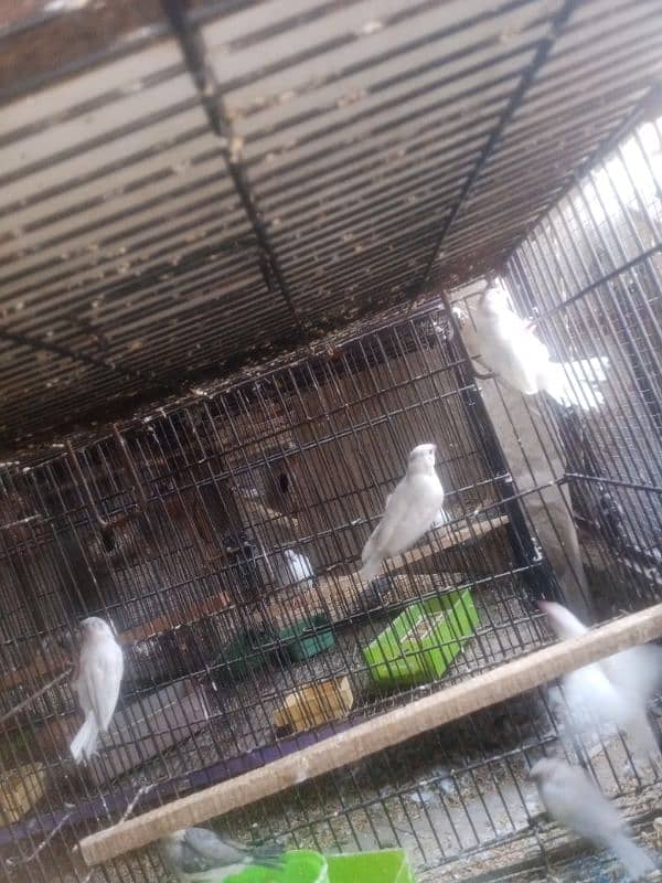 Infinix java paty Dove bridar pair love birds parrots 2