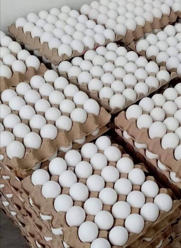 Fresh Eggs Wholesale Direct Farm located Near Steel Mill Karachi 0