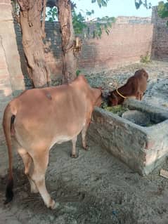 cow for sale 3 mah ka bacha hi sath