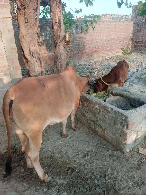 cow for sale 3 mah ka bacha hi sath 0