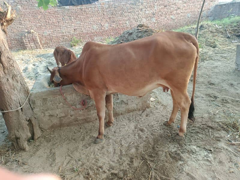 cow for sale 3 mah ka bacha hi sath 1