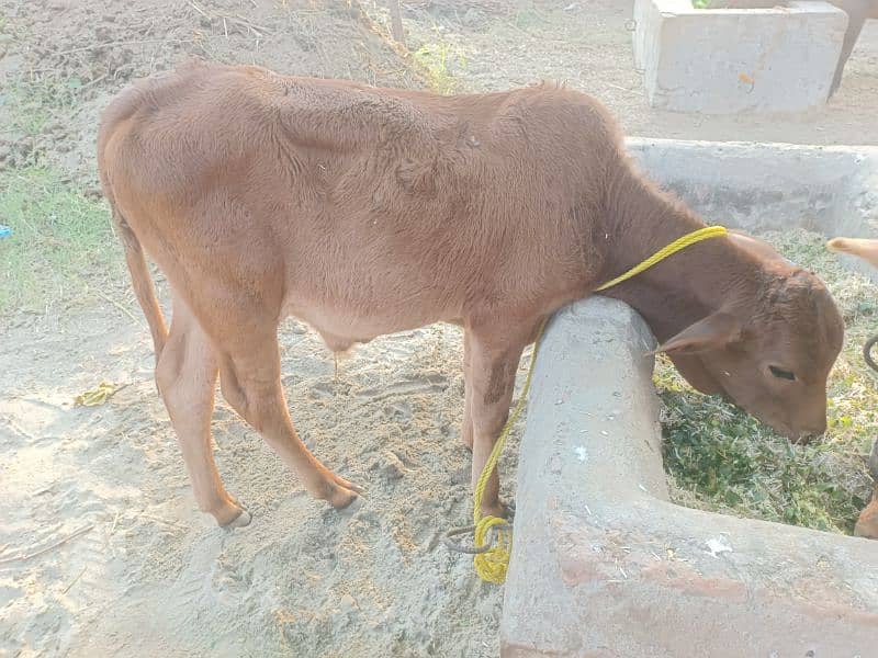 cow for sale 3 mah ka bacha hi sath 2