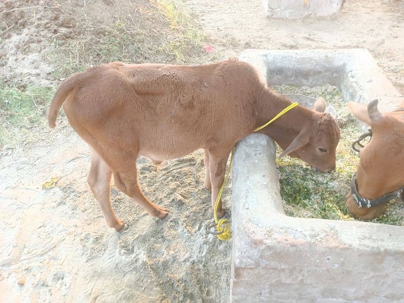 cow for sale 3 mah ka bacha hi sath 3