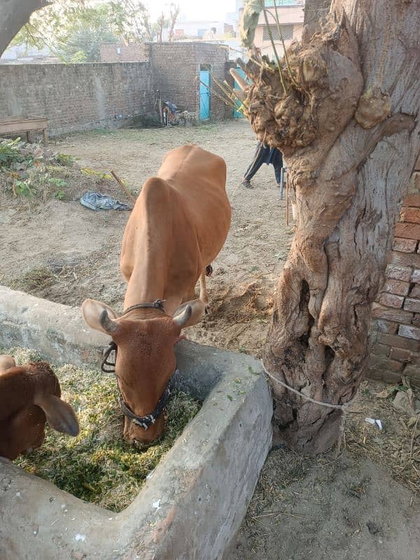 cow for sale 3 mah ka bacha hi sath 4