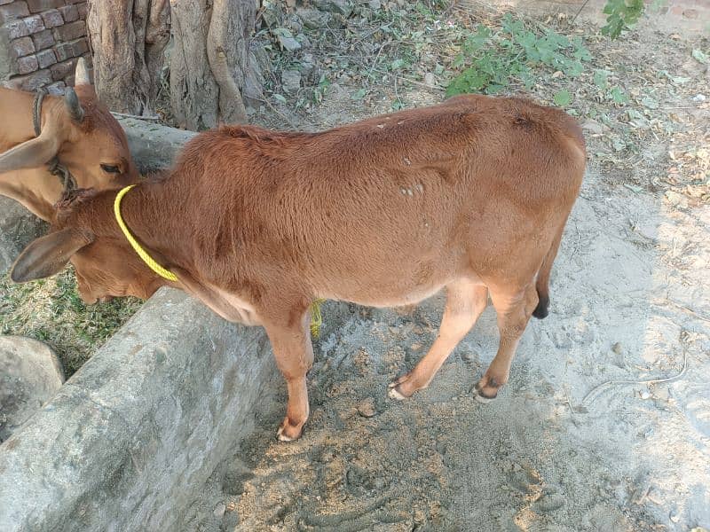 cow for sale 3 mah ka bacha hi sath 5